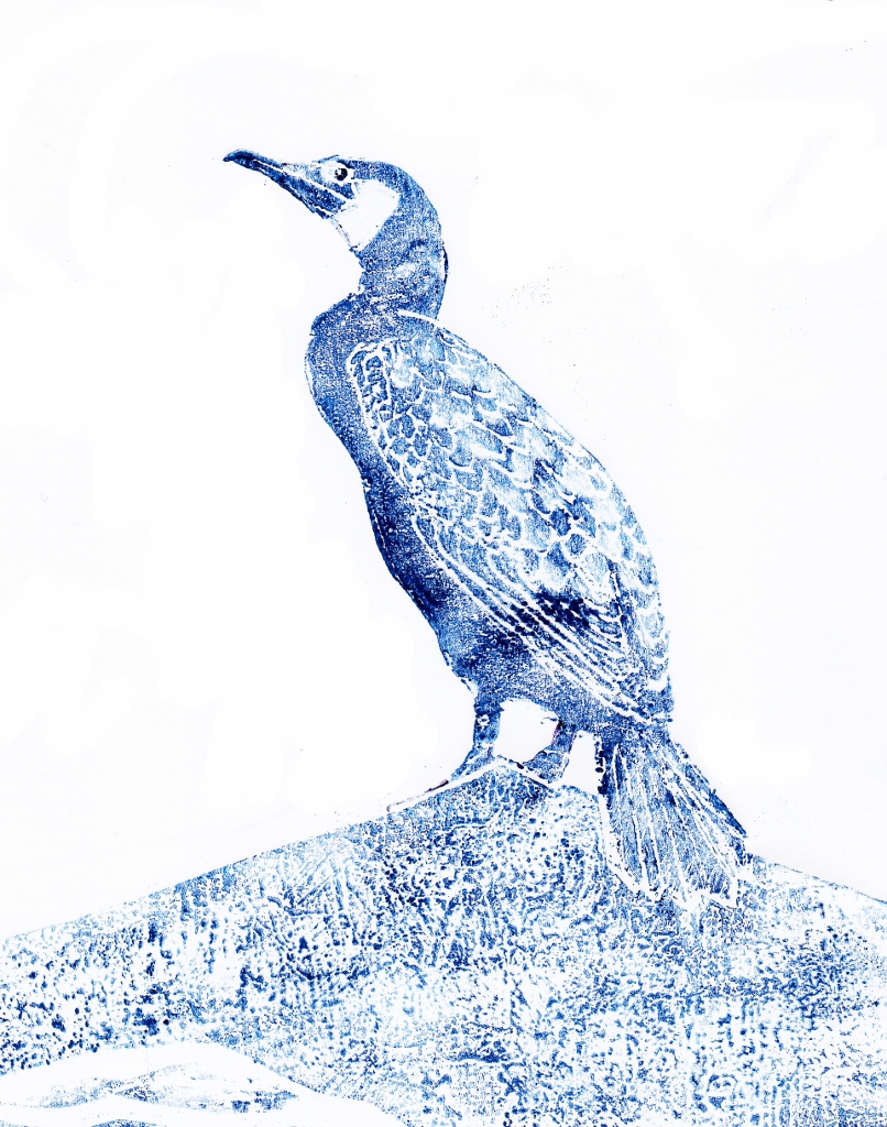 Print of a cormorant on a rock at wales newquay printmaker artist Diane Young