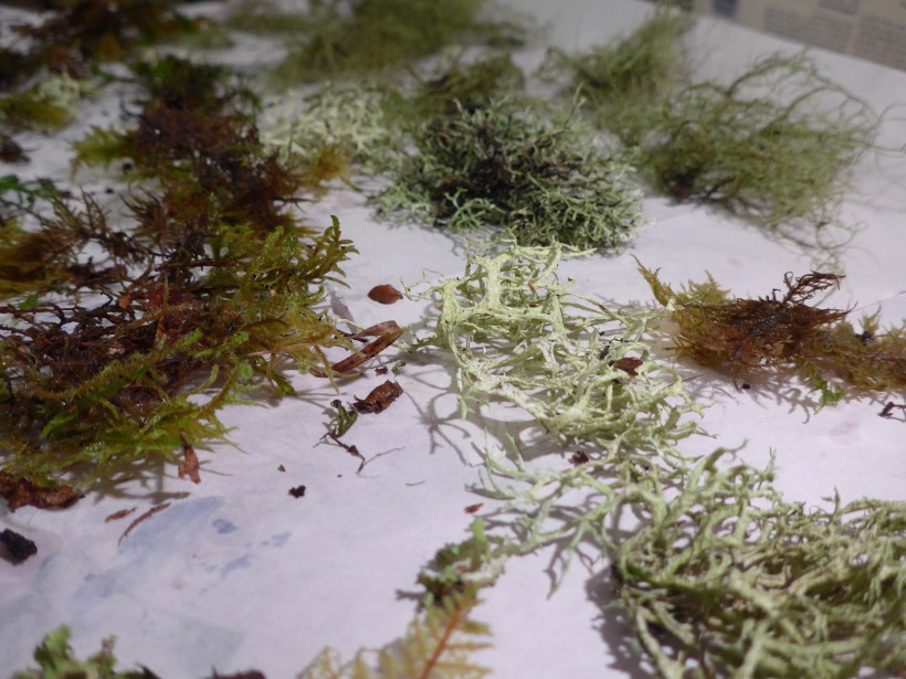 Photo of moss and lichen sent from Scotland to the Cotswolds for Diane Young ARtist in Stroud