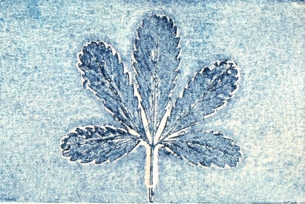 Collagraph Print made using a leaf and prussian blue by artist Diane Young