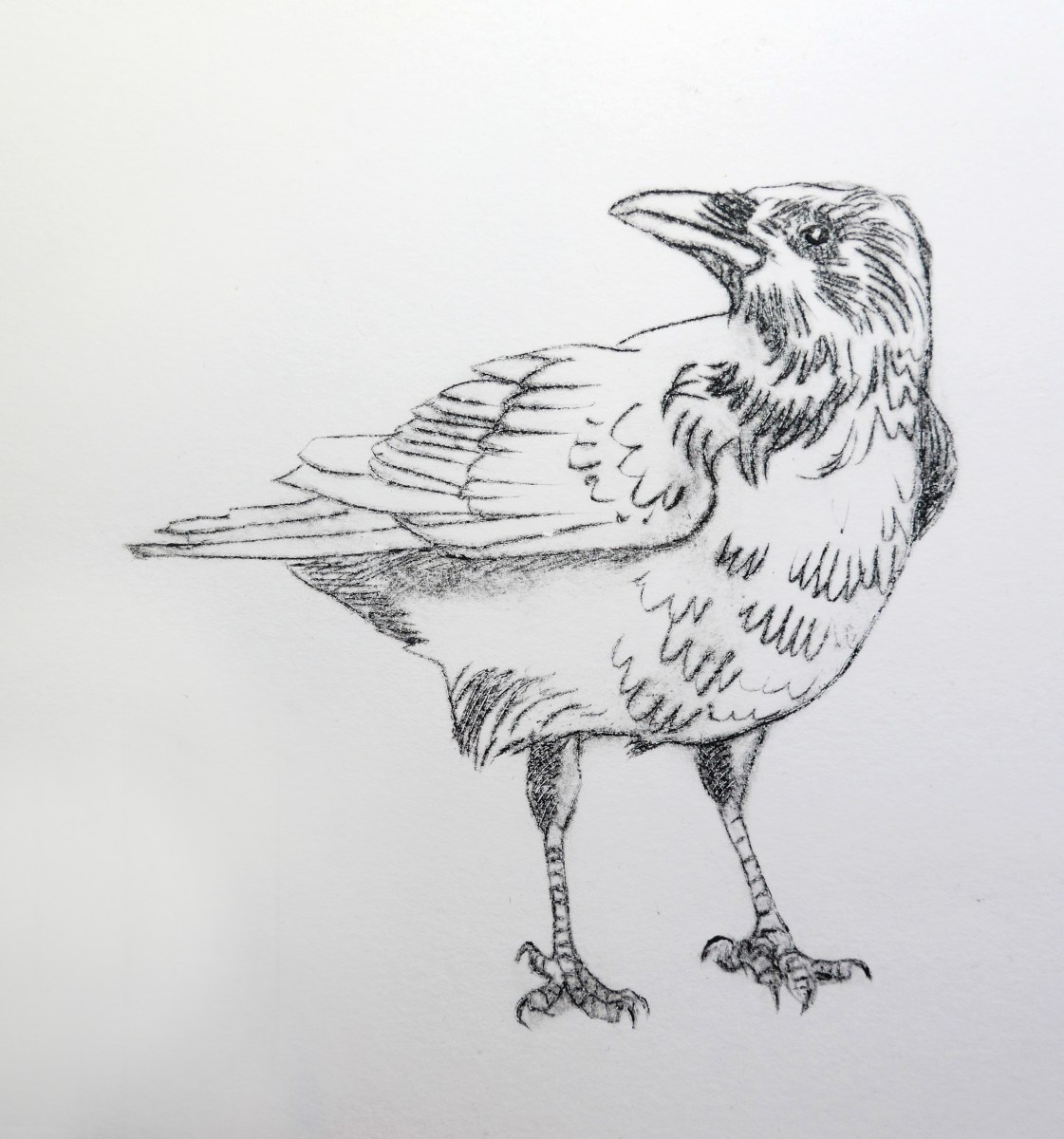 Image of a crow using intaglio by artist printmaker Diane Young