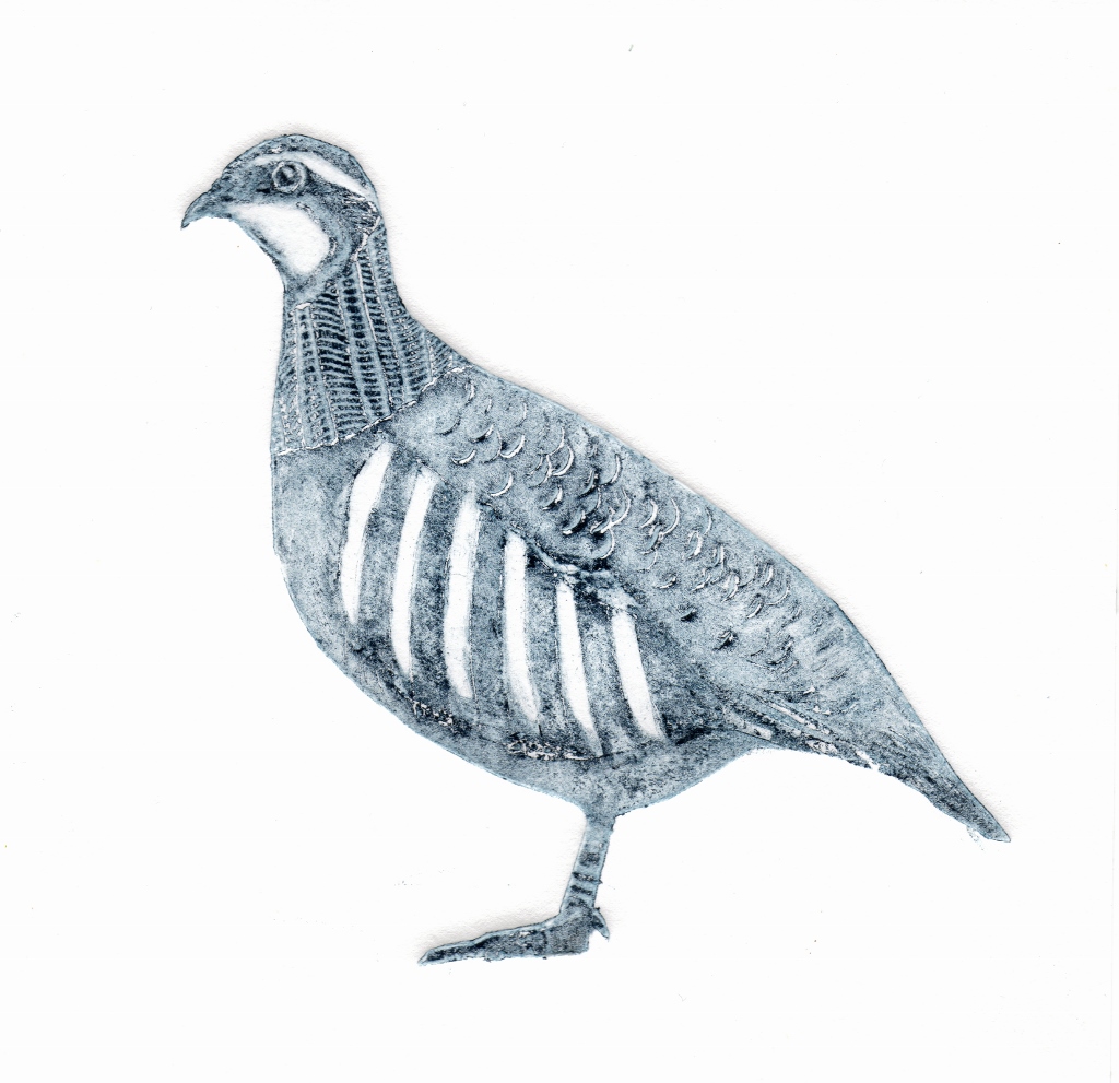 Collagraph print of a Partridge by artist printmaker Diane Young of Stroud