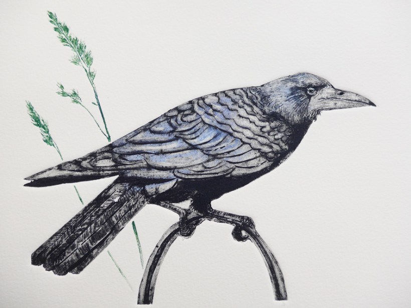 Collagraph print of a rook in detail with grasses by artist printmaker diane young of stroud