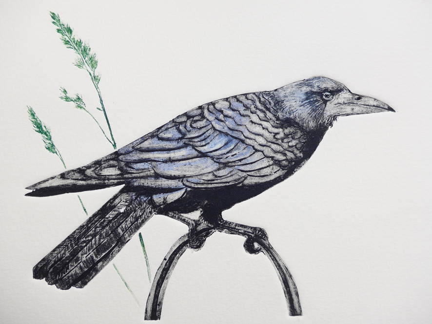 Collagraph print of a rook in detail with grasses by artist printmaker diane young of stroud