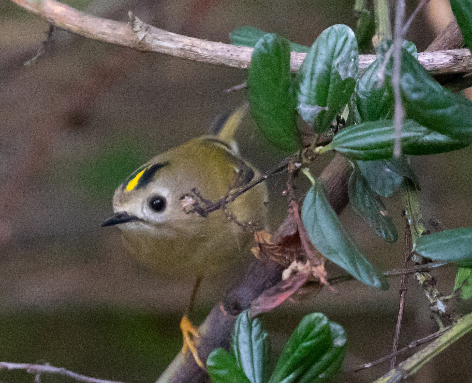 goldcrest-4758036_1920